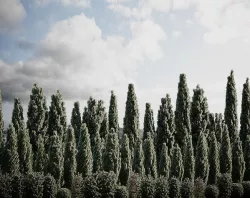 Thuja pack of 20 bushes 3d models Corona render  3D model