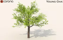 Young oak 3D model