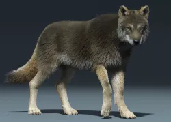 3d Wolf animal Animated Rigged wolf 3D model