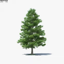 Bald Cypress 3D model