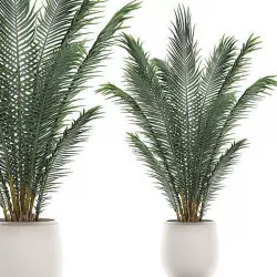 Decorative palm in a white flowerpot for interior design 531 3D model