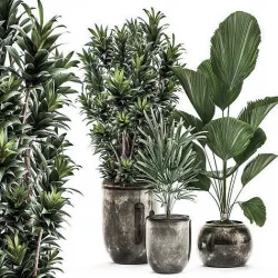 Decorative plants in a flowerpot for interior design 532 3D model