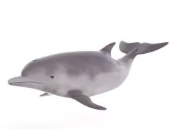 Dolphin 3D model