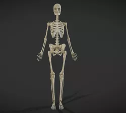 Female Skeletal System Skeleton Low-poly 3D model
