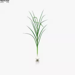 Garlic Plant 3D model