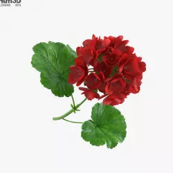 Geranium 3D model
