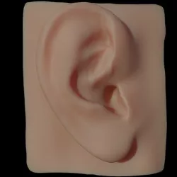 Human Ear 3D model