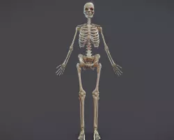 Male Skeletal System Skeleton Low-poly 3D model