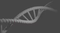 Model of DNA 3D model