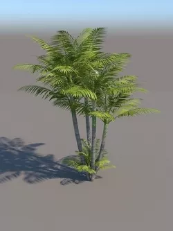 palm tree 3D model