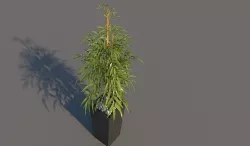 plant2 3D model