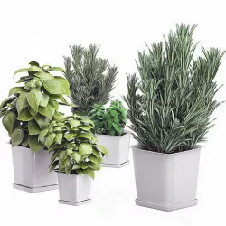 Potted kitchen plants set 3D model
