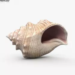Seashell 3D model