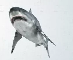 shark 3D model