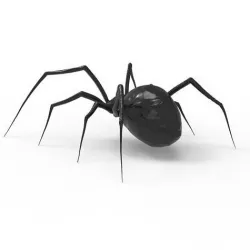 Spider 3D model