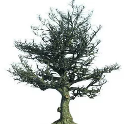 Tree Oak Tim Berton Sleepy Hollow 3D model