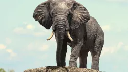 African Elephant Rigged model Low-poly 3D model