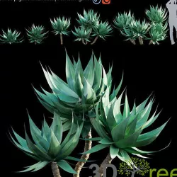 Agave attenuata-Fox Tail Agave 3D model