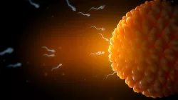  animated fertilization model and sperm 3D model