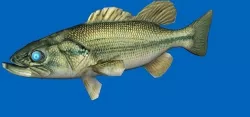 bass 3d 3D model