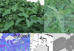 Burdock big leaves Low-poly 3D model