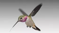 Calliope Hummingbird Low-poly 3D model