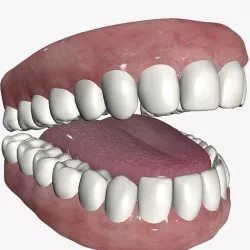 Cartoon teeth and gums  Low-poly 3D model