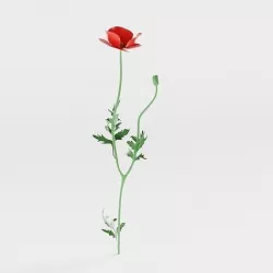 Corn Poppy 3D model