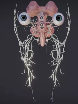 Cranial Nerves and Brain Stem Low-poly 3D model