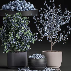 Decorative blueberry tree in Pots for the interior 547 3D model