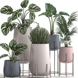 Decorative plants in Pots for the interior 547 3D model