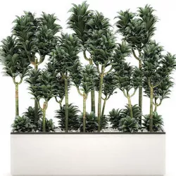 Dracena Compacta in a flowerpot for interior design 537 3D model