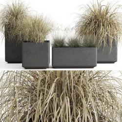 Dried Ornamental Cereal Plants 3D model