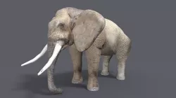 ELEPHANT 3D MODEL LOWPOLY 3D model
