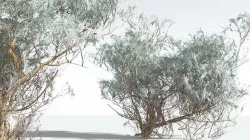 EVERYPlant Big Sagebrush 01 --12 Models-- 3D model