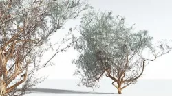 EVERYPlant Big Sagebrush 02 --12 Models-- 3D model