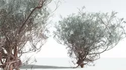 EVERYPlant Big Sagebrush 03 --12 Models-- 3D model