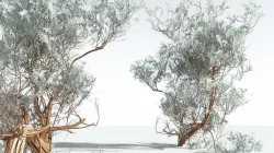 EVERYPlant Big Sagebrush 04 --12 Models-- 3D model