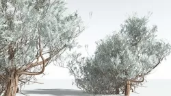 EVERYPlant Big Sagebrush 06 --12 Models-- 3D model