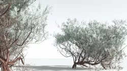 EVERYPlant Big Sagebrush 07 --12 Models-- 3D model