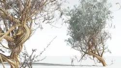 EVERYPlant Big Sagebrush 08 --12 Models-- 3D model