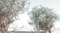 EVERYPlant Big Sagebrush 09 --12 Models-- 3D model