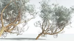 EVERYPlant Big Sagebrush 10 --12 Models-- 3D model