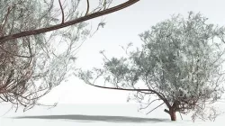 EVERYPlant Big Sagebrush 12 --12 Models-- 3D model