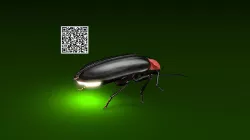 Firefly Low-poly 3D model