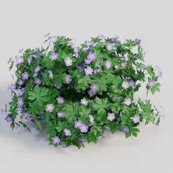 Geranium Pink 3D model