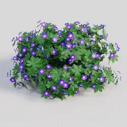 Geranium Purple 3D model