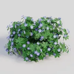Geranium ROZANNE 3D model