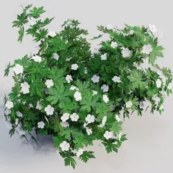 Geranium White 3D model