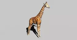 giraffe 3D model